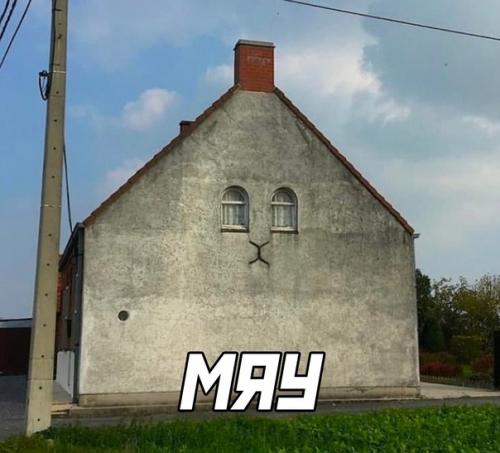 Я одна здесь вижу кота, и не могу перестать. 02