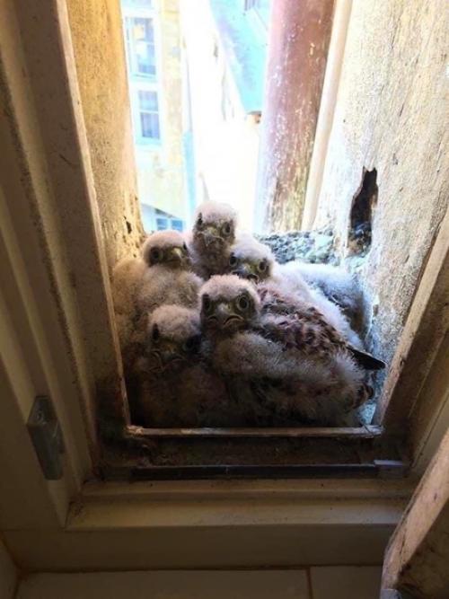 Жили себе, никого не трогали, а у нас оказывается появились новые соседи. 03