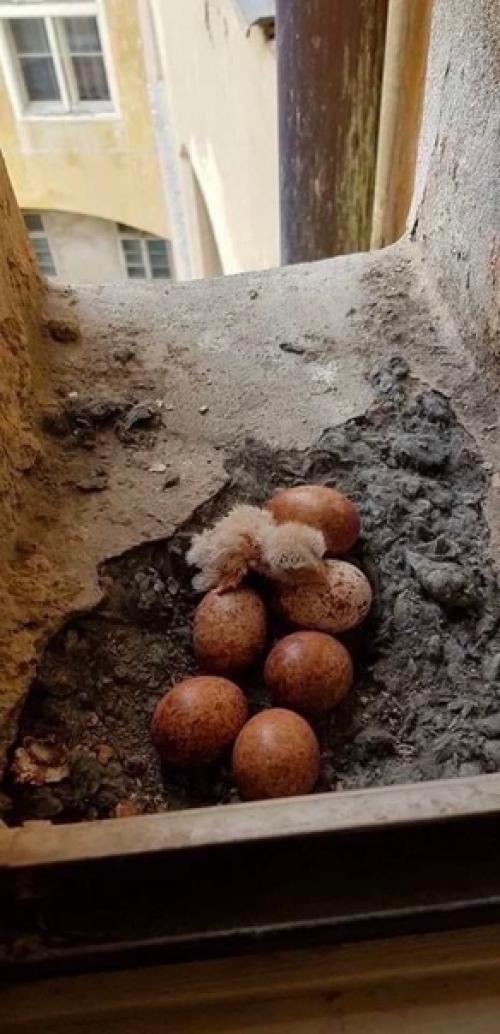 Жили себе, никого не трогали, а у нас оказывается появились новые соседи.