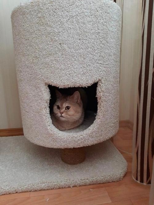 Почему усложнять, когда можно просто подарить коту коробку? 03