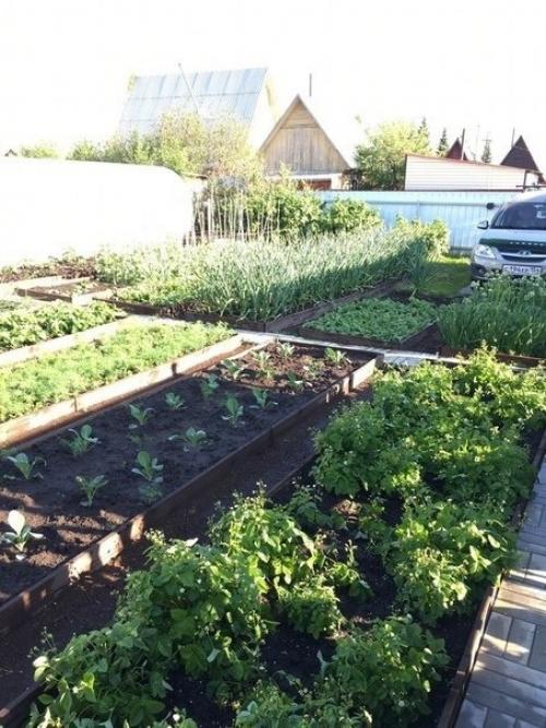 А я хочу показать вам дачный участок моих родителей. 03