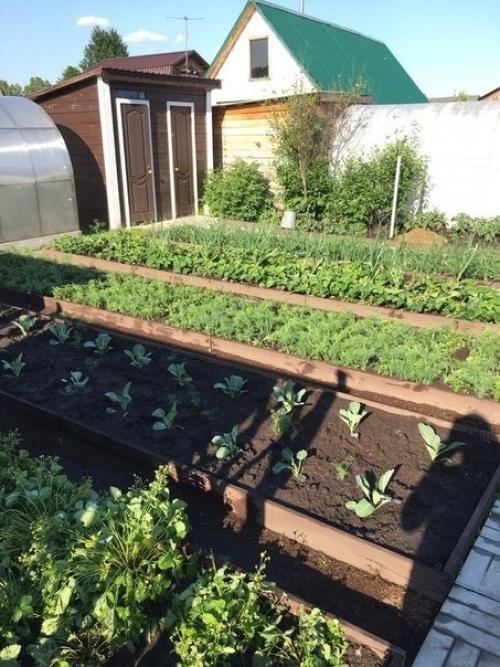 А я хочу показать вам дачный участок моих родителей. 04