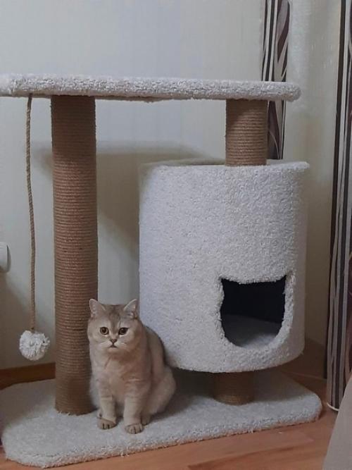 Почему усложнять, когда можно просто подарить коту коробку? 01