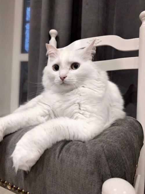 Подвернулся старый древний стул, решила восстановить его. 08