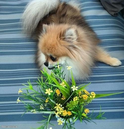 В нашем доме прибавилось на одно спальное место, переделали лоджию для этого. 04