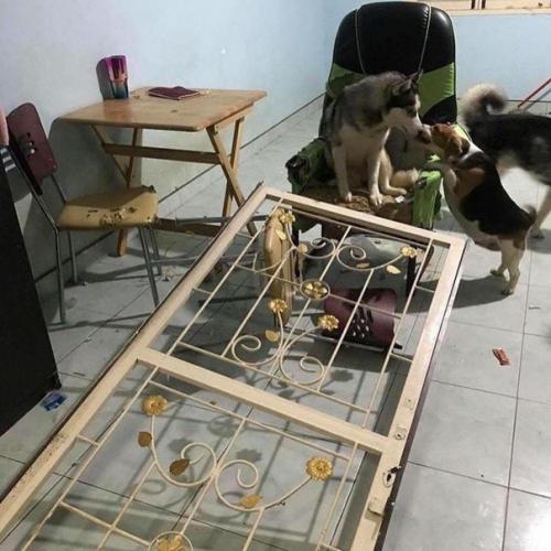 Заведи хаски говорили они, будет очень весело говорили они. 03