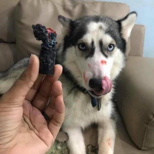 Заведи хаски говорили они, будет очень весело говорили они. 02