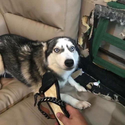 Заведи хаски говорили они, будет очень весело говорили они. 05