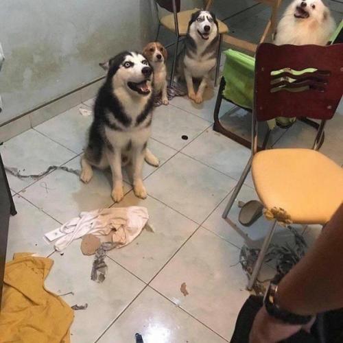 Заведи хаски говорили они, будет очень весело говорили они. 06