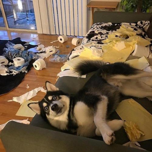 Заведи хаски говорили они, будет очень весело говорили они. 01