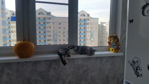 Оформили кухню в черно оранжевых цветах, как по мне хорошее сочетание. 04