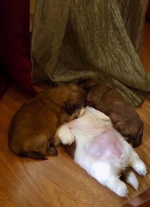 Когда ещё не уверен, в какой позе лучше спать, часто можно застать его в любом уголке квартиры в разной позе. 01