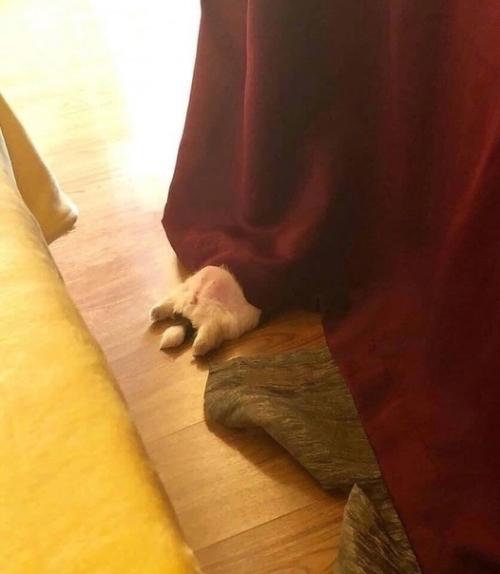 Когда ещё не уверен, в какой позе лучше спать, часто можно застать его в любом уголке квартиры в разной позе. 04