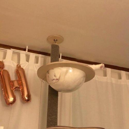 Коты любят спать в необычных местах, так вот поставили ему своеобразный домик в виде гнезда. 01