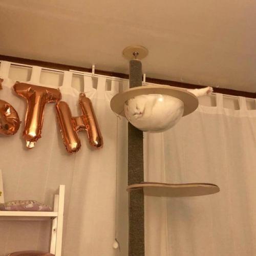 Коты любят спать в необычных местах, так вот поставили ему своеобразный домик в виде гнезда.