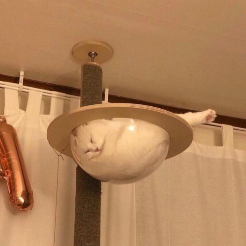 Коты любят спать в необычных местах, так вот поставили ему своеобразный домик в виде гнезда. 02