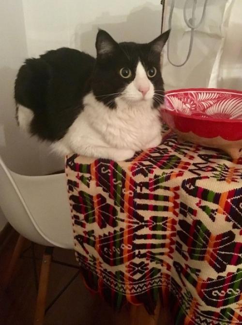 Таким образом, если у вас есть кот в доме, то вы знаете, что жизнь с этими милыми пушистыми созданиями никогда не бывает скучной. 07