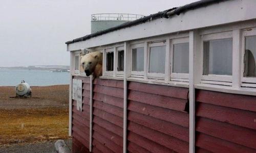 А это Винни пух по норвежски.