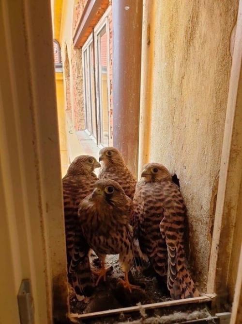 Конечно, счастливый случай, когда за окном появляются милые и привлекательные животные. 04