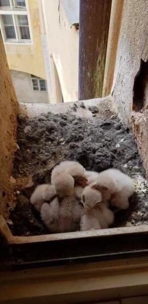 Конечно, счастливый случай, когда за окном появляются милые и привлекательные животные. 01