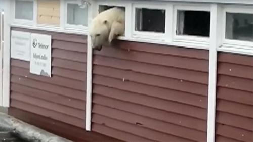 А это Винни пух по норвежски. 01