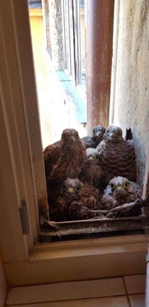 Конечно, счастливый случай, когда за окном появляются милые и привлекательные животные. 05