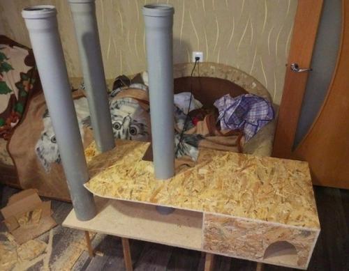 Тот момент, когда крайне важно, чтобы кот остался доволен. 02