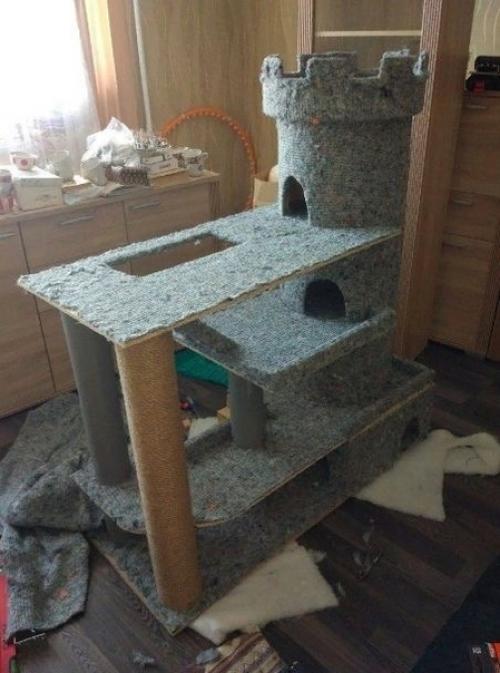 Тот момент, когда крайне важно, чтобы кот остался доволен. 06