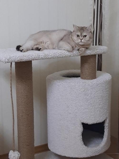 Даже у кота должен быть свой личный угол в доме. 02