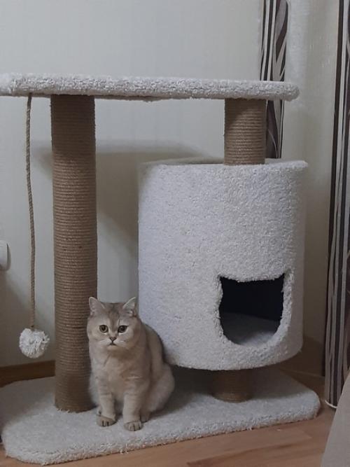 Даже у кота должен быть свой личный угол в доме. 01