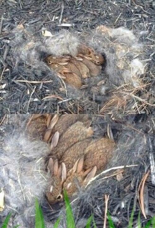 Вы только посмотрите, какая Находка была у нашей подписчицы на даче в этом году. 01