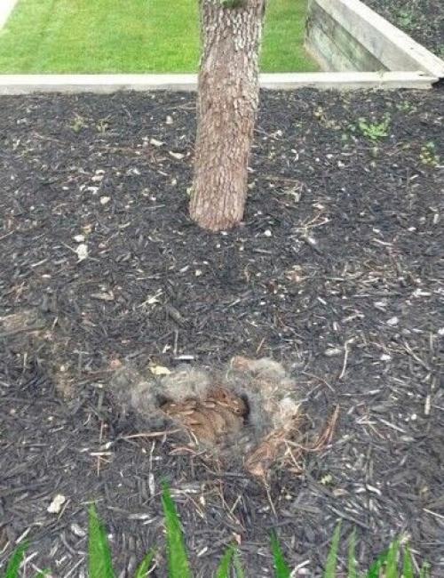 Вы только посмотрите, какая Находка была у нашей подписчицы на даче в этом году.