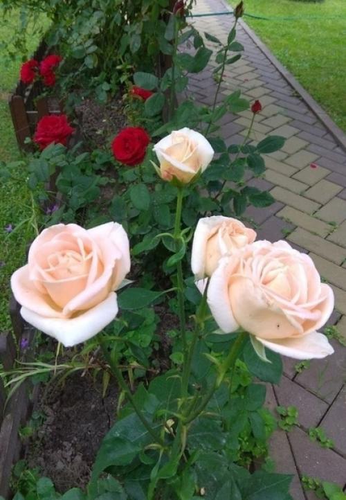 Много лет назад нам подвернулся дачный домик буквально за бесценок. 07