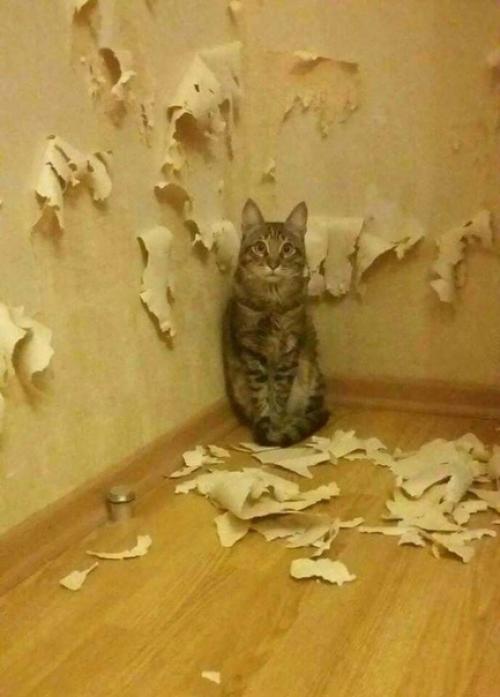 Все говорят, что котик в доме приносит теплоту, нежность и уют. 01