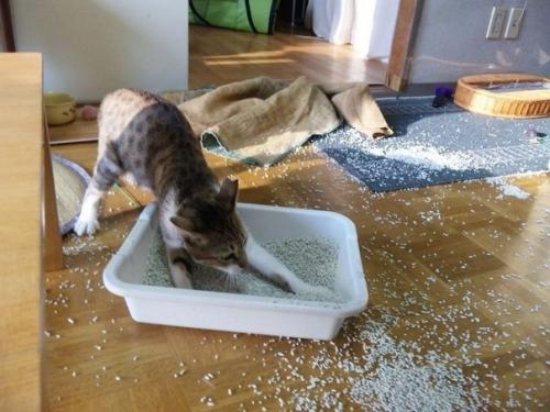 Все говорят, что котик в доме приносит теплоту, нежность и уют. 02