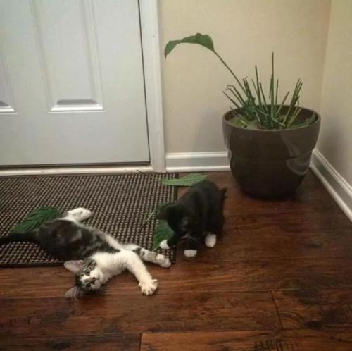 Все говорят, что котик в доме приносит теплоту, нежность и уют.