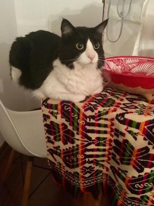 Всегда говорят, что котик в доме приносит тепло и уют. 07