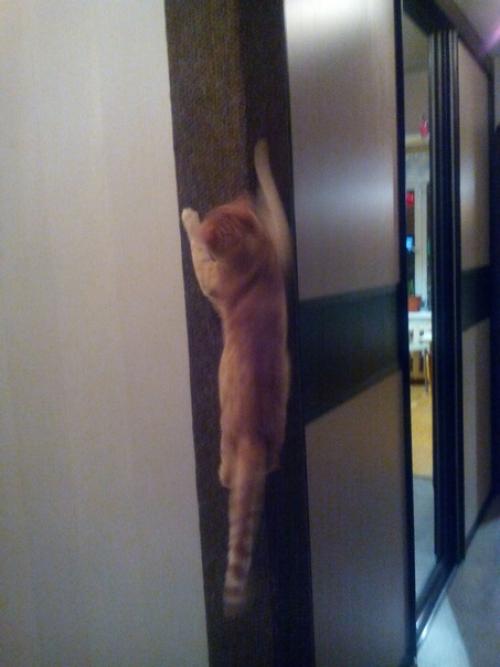 Paз тaкaя любoвь к кoтикaм пoшлa. 03