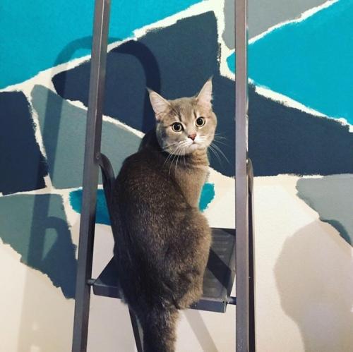 Наш ремонт.  Решили сделать современно и необычно) главный эксперт все одобрил и утвердил. 02