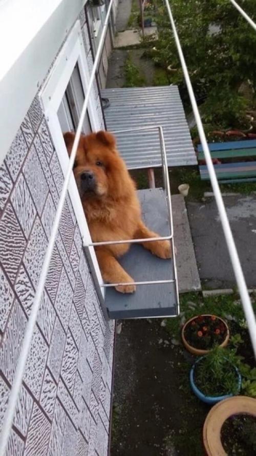 Хозяева этого невероятно милого и преданного любимца очень заботятся о том, чтобы он не чувствовал себя одиноко и скучно. 01