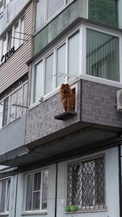 Хозяева этого невероятно милого и преданного любимца очень заботятся о том, чтобы он не чувствовал себя одиноко и скучно.