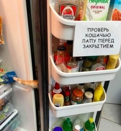 Кошки - это потрясающие существа, они могут приносить множество радостных моментов в жизнь своих хозяев.