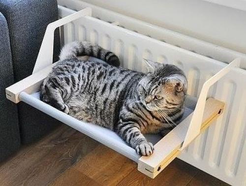 Кошки, для которых владельцы обеспечили наиболее комфортные условия пребывания! 01