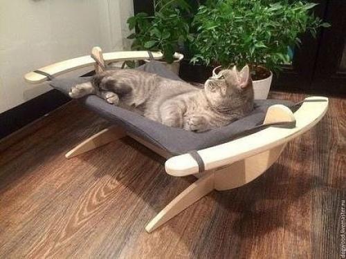 Кошки, для которых владельцы обеспечили наиболее комфортные условия пребывания!