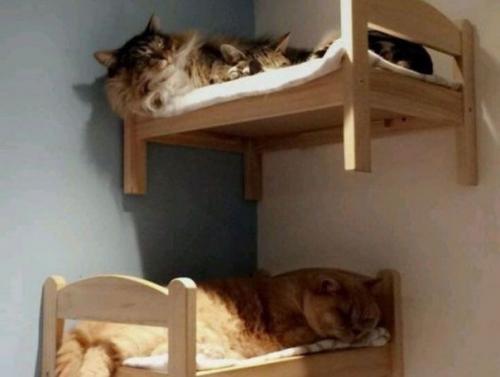 Кошки, для которых владельцы обеспечили наиболее комфортные условия пребывания! 04