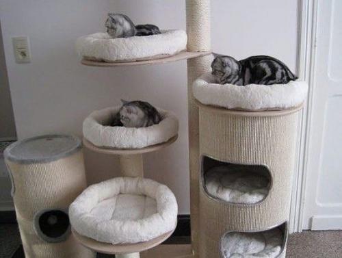 Кошки, для которых владельцы обеспечили наиболее комфортные условия пребывания! 03