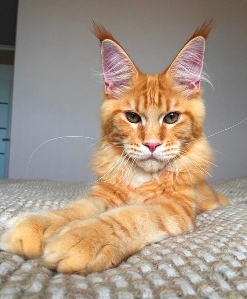 Вдруг вам будет интересно взpocлeние meйн - кyнa. 02