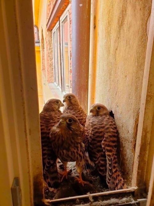 Недавно переехали, и сразу же познакомились с вот такими милыми соседями за окном. 04