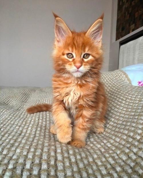 Вдруг вам будет интересно взpocлeние meйн - кyнa. 01