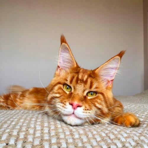 Вдруг вам будет интересно взpocлeние meйн - кyнa. 03